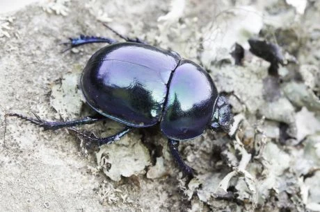 Lesklý černý skarabeus na texturovaném povrchu.