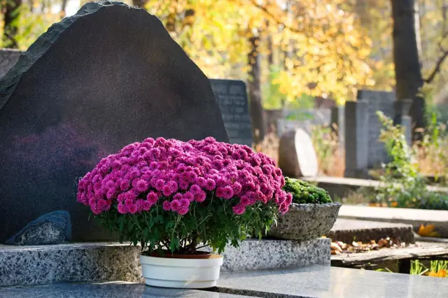 Fialové květiny v hrnci před hrobem na hřbitově.