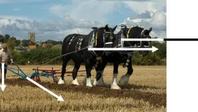 Horses pulling plow