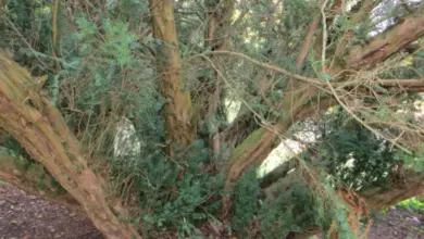 Juniper strom spojený s oběšením Jidáše v biblické tradici