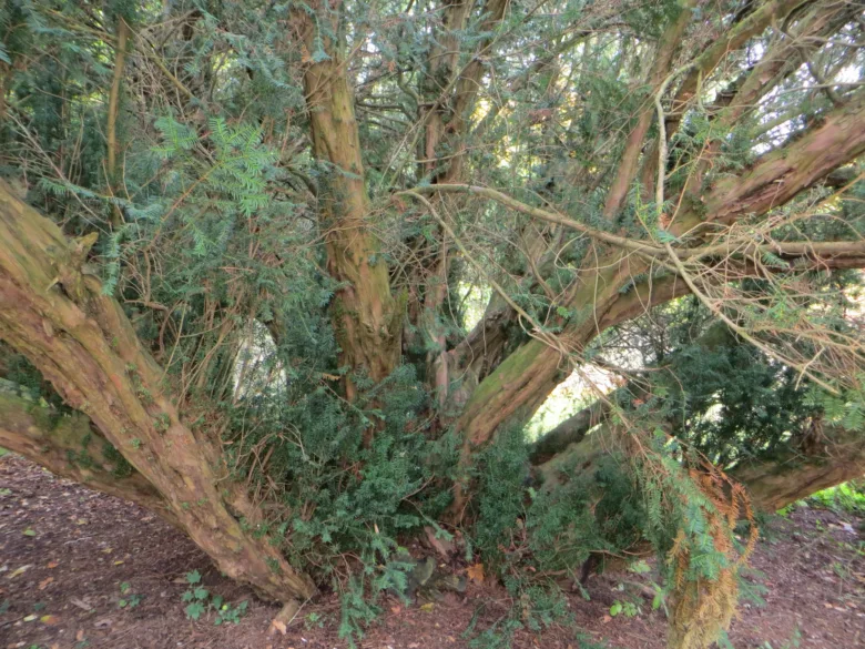 Juniper strom spojený s oběšením Jidáše v biblické tradici