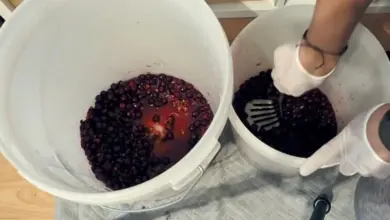 Ruční rozdrvení hroznů v kbelících pro výrobu vína