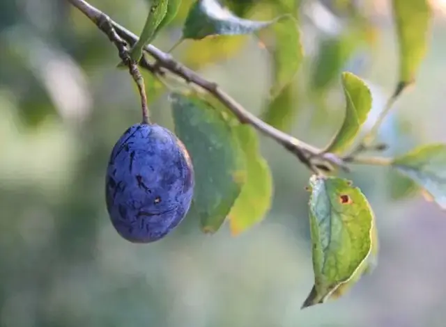 Fialová švestka s peckou visí na větvi stromu.