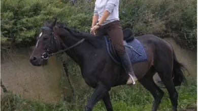 Žena jezdí koněm po zemi vedle zelené vegetace.