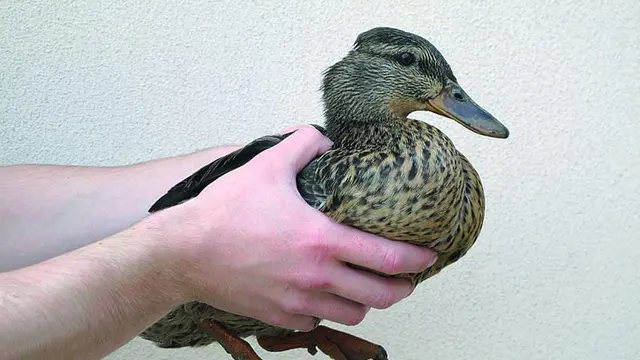 Ruce drží kachnu, která je součástí článku o zdravých vajíčcích.