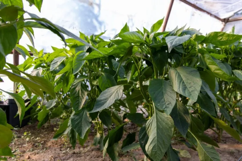 Green pepper plants in greenhouse