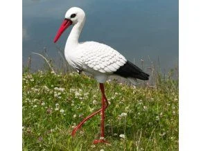 White stork bird