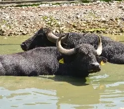Buvoli se koupají v řece u břehu s kameny.