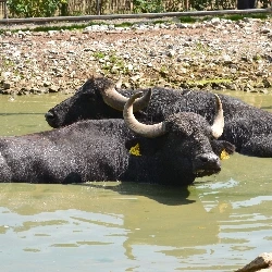 Buvoli se koupají v řece u břehu s kameny.