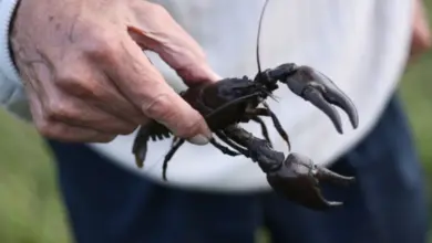 Starší ruka drží živého rakouna venku na přírodním pozadí.