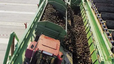Traktor překládá řepu na pás pro výrobu cukru.