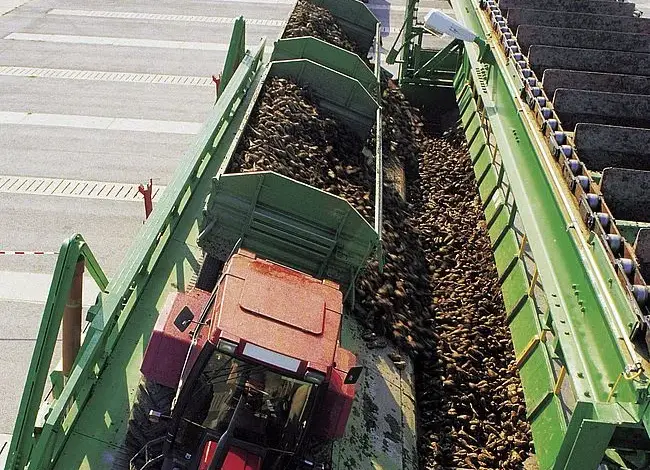 Traktor překládá řepu na pás pro výrobu cukru.