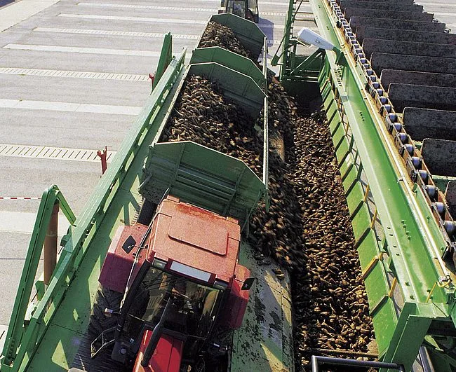 Traktor překládá řepu na pás pro výrobu cukru.