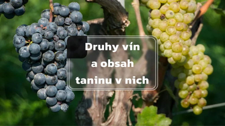 Tmavé hroznové bobule visící na vinném keři.