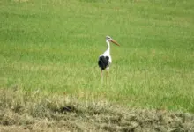 Bílý čáp stojí na zelené louce.