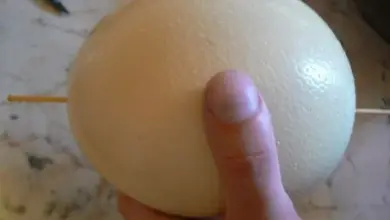 Ruka drží velké pštrosí vejce s dřevěnými špejlemi.