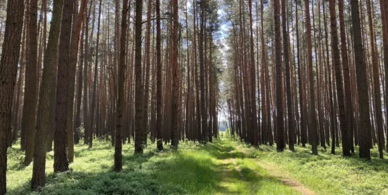 Zelená lesní cesta mezi vysokými borovicemi.