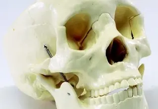 Anatomický model lidské lebky s viditelnými zuby.