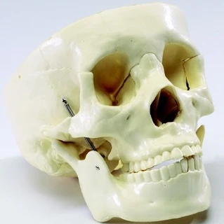 Anatomický model lidské lebky s viditelnými zuby.