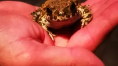 Malá žába s skvrnami v lidské dlani pod teplým světlem.
