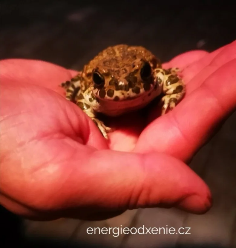 Malá žába s skvrnami v lidské dlani pod teplým světlem.