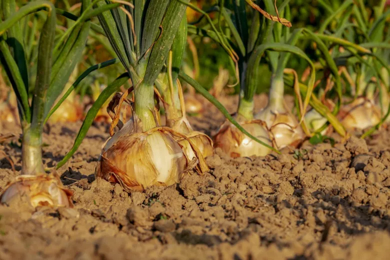Mature onions growing in the ground before harvest.