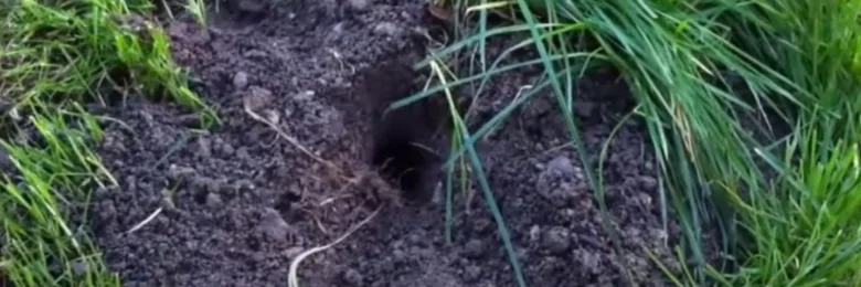 Díra v zemi mezi trávou ukazuje příčinu poškození.