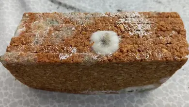 Kousek chleba s viditelnou plesní na povrchu.