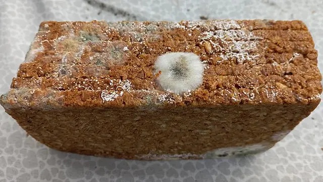 Kousek chleba s viditelnou plesní na povrchu.