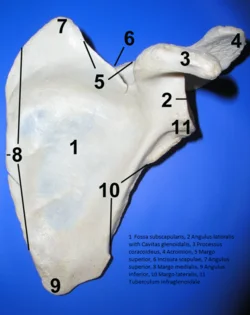 Lidská klíční kost s označenými anatomickými částmi.