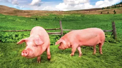 Dva prasata na zelené louce pod modrou oblohou.