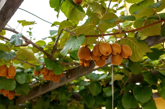 Zralé plody kiwi visí na vinném loubu mezi listy.