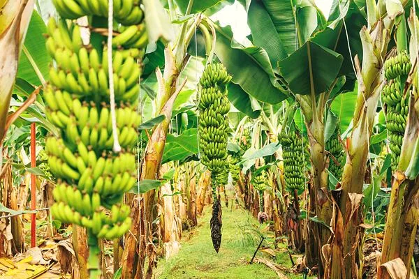 Zelené banány rostou na stromech v plantaci.