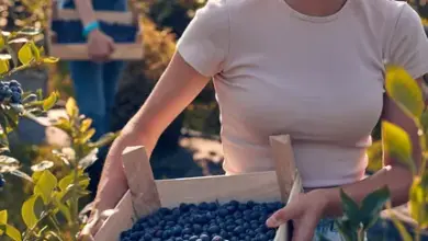 Dívka sbírá borůvky do dřevěného koše v sadu.