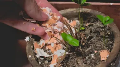 Ruka přidává nasekané skořápky vajec do květináče s rostlinami.