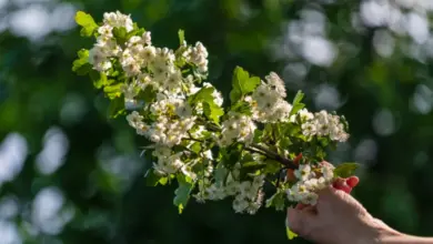 Ruka drží větev s kvetoucím hlohem na pozadí zelené přírody.