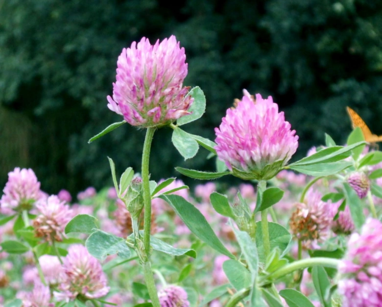 Red clover flowers