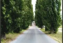 Asfaltová cesta mezi vysokými stromy na hřbitově