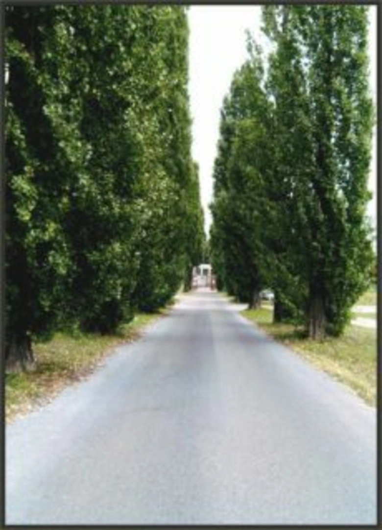 Asfaltová cesta mezi vysokými stromy na hřbitově