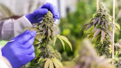 Cannabis plant inspection