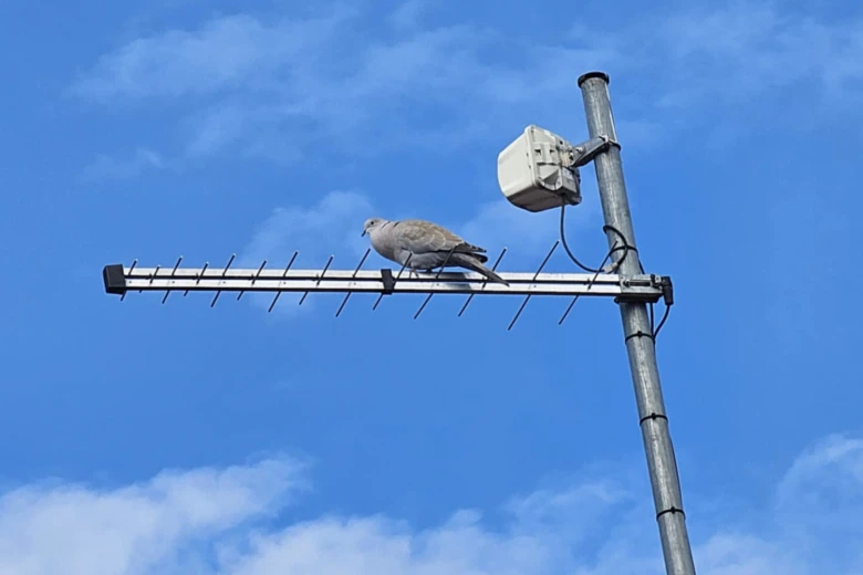 Skrábl se holub na televizní anténu pod modrou oblohou.