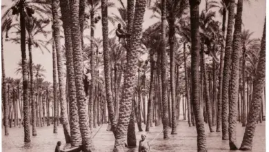 Palm tree water harvesting