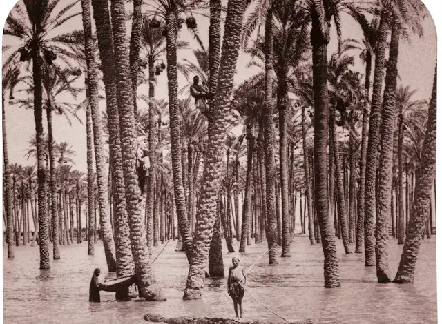 Palm tree water harvesting