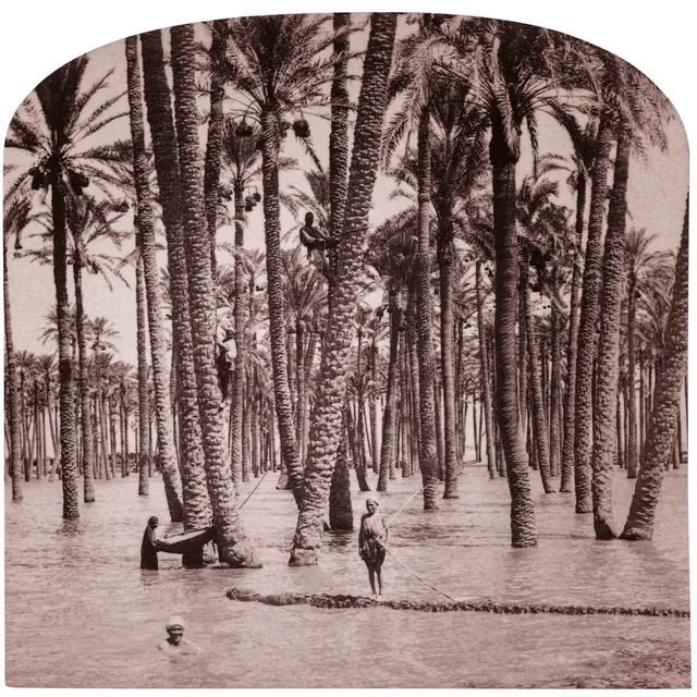 Palm tree water harvesting