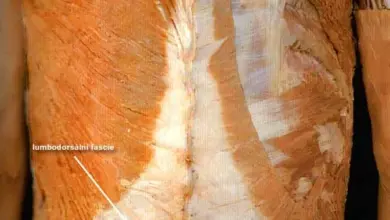 Anatomie zádových svalů na lidském těle s označením.