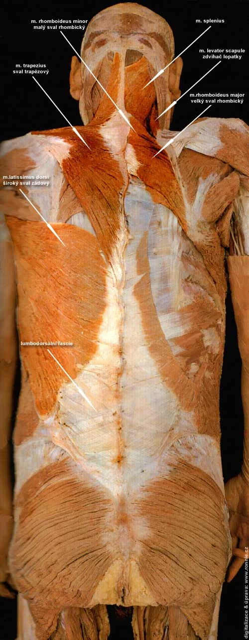 Anatomie zádových svalů na lidském těle s označením.