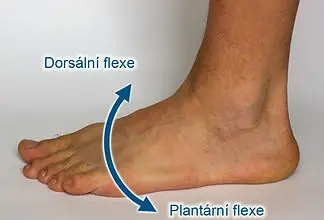 Human ankle joint movement