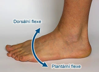 Human ankle joint movement