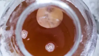 Fermentující čajová kultura v nádobě s tekutinou.