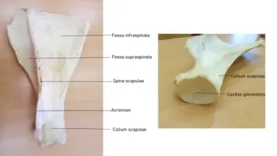 Klíční kost s označenými částmi lidské anatomy.